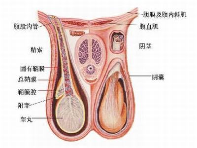 睾丸鞘膜积液的症状有哪些