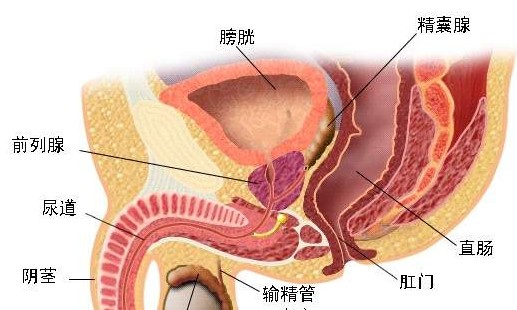 男性前列腺炎位置图片图片